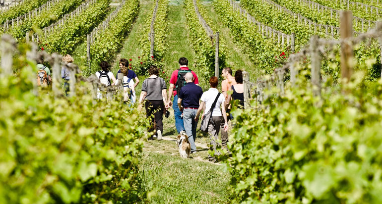 camminata nelle vigne del Monferrato